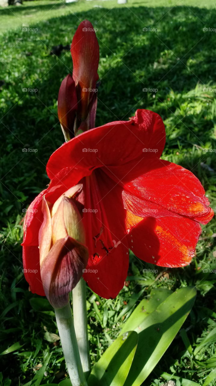 Természet, természetes, környezet, szépség, virág, kert.