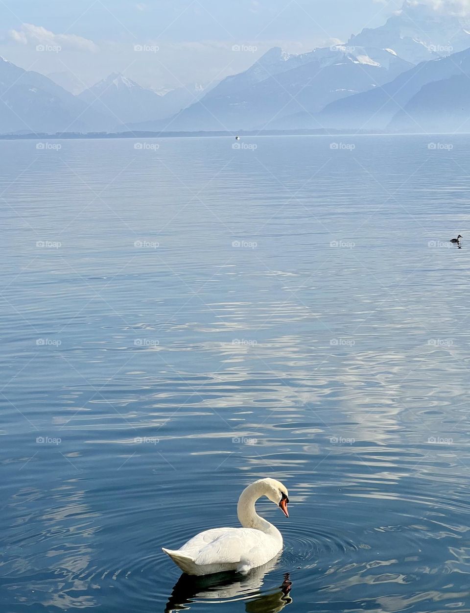 Swan on the lake