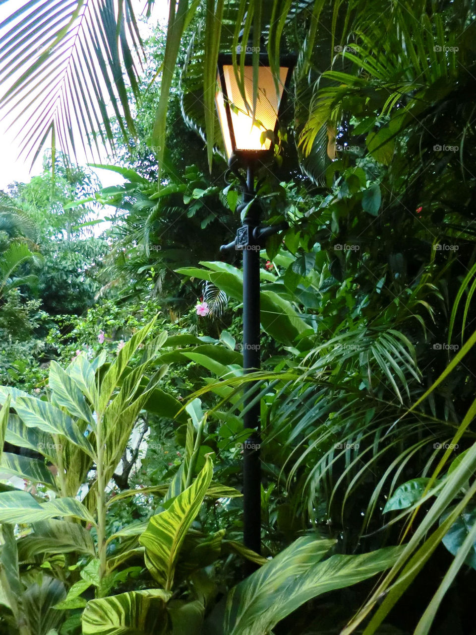 lamp old palmtrees lykta by cabday