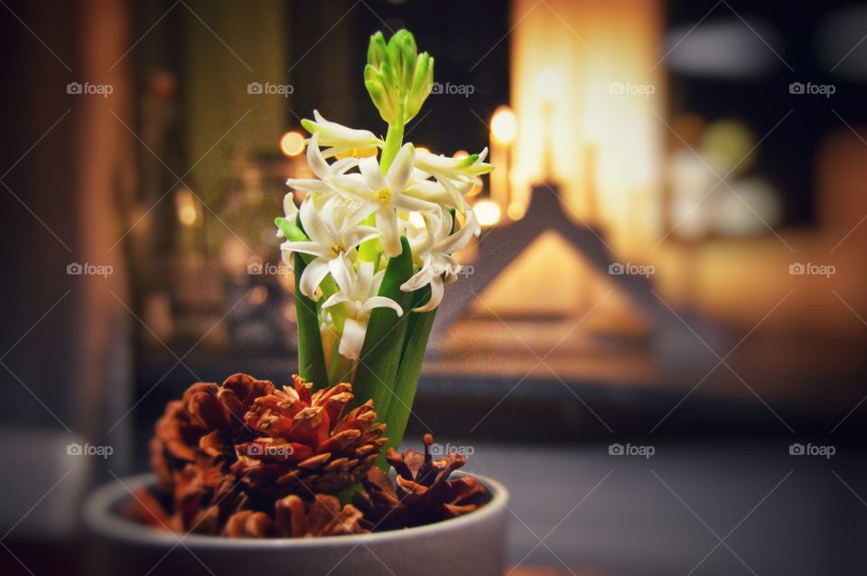Hyacinth and cones