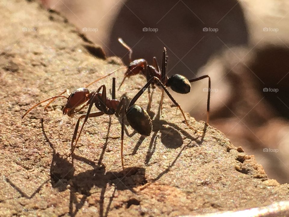 Two Australian worker ants and their shadows closeup