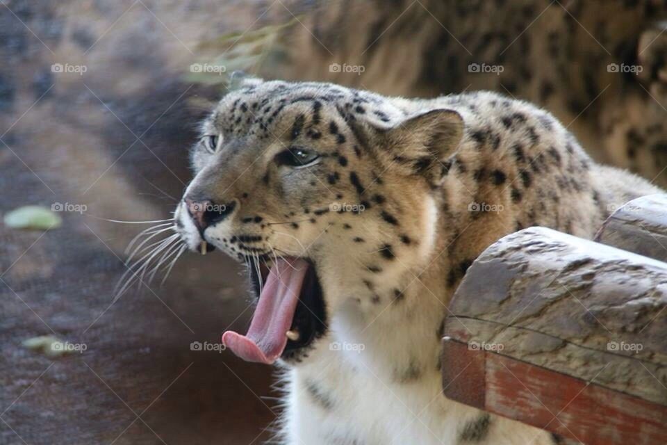 animal tongue leopard yawn by mikeyh