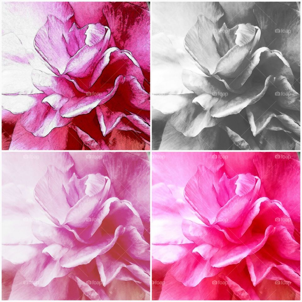 variations of a pink flower.