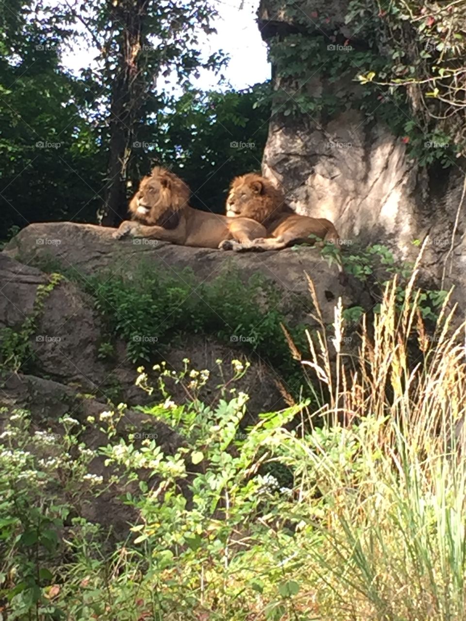 Lions 