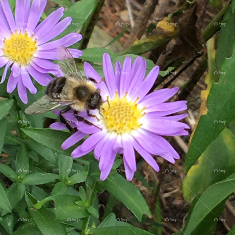 Bee collecting pollen from nectar in flower