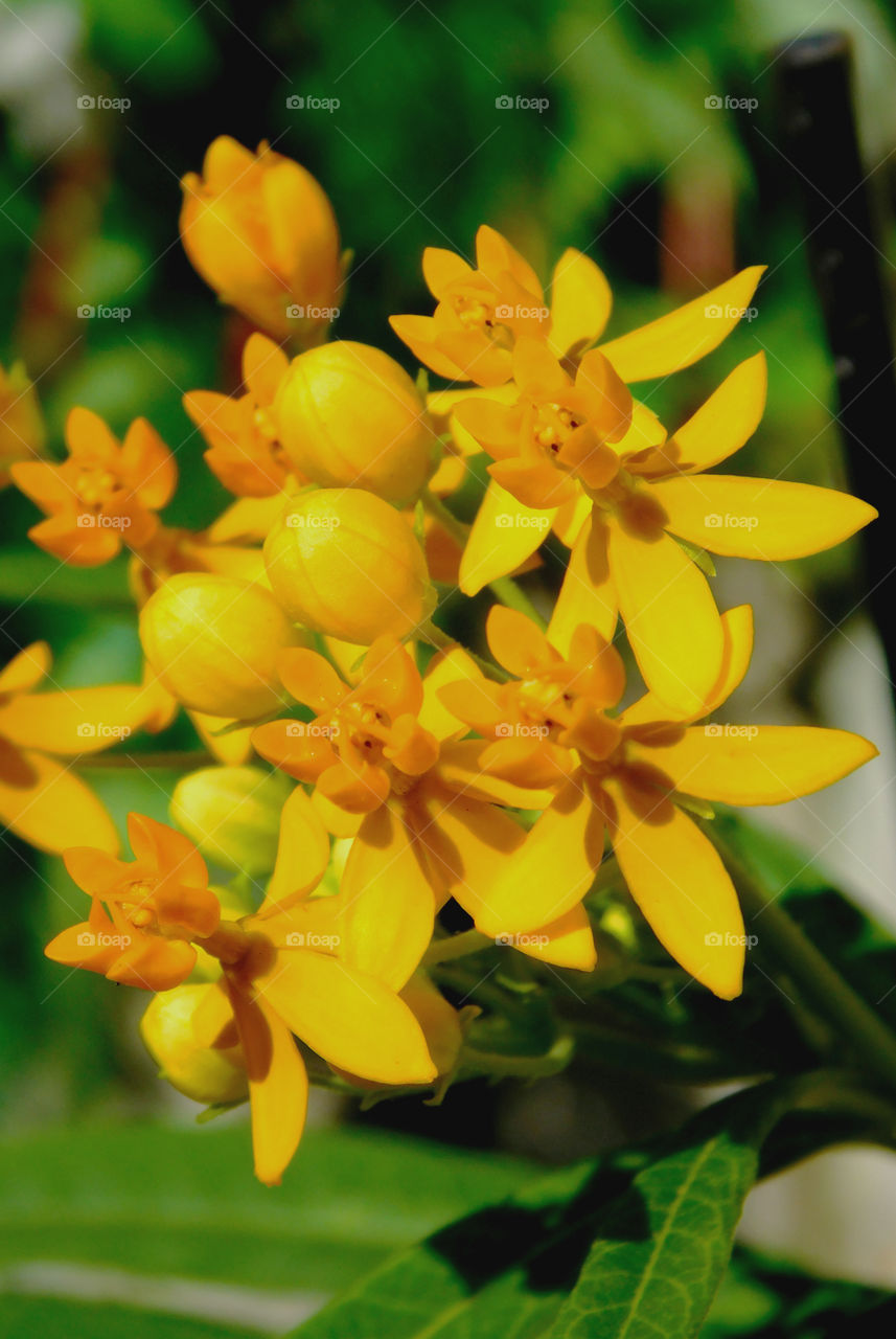 Yellow is my favorite color and it matches my disposition: cheerful and fun to be with, creative, critical of myself, and a perfectionist! Yellow is the best color to create enthusiasm for life and can awaken greater confidence and optimism! I love a challenge, particularly a mental challenge! 