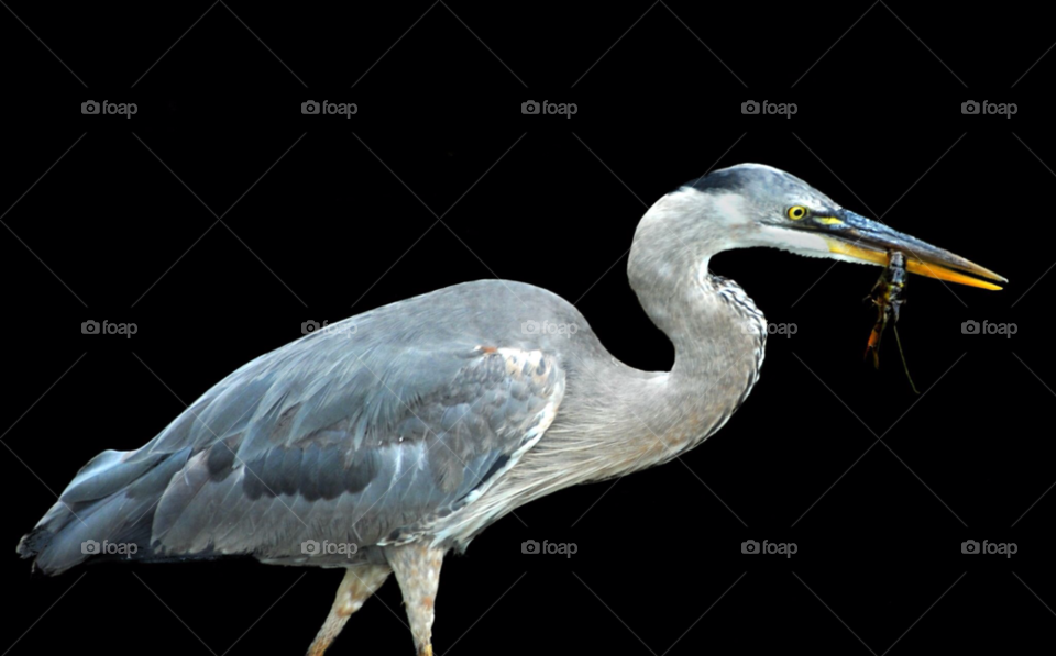 bird heron great blue heron by lightanddrawing