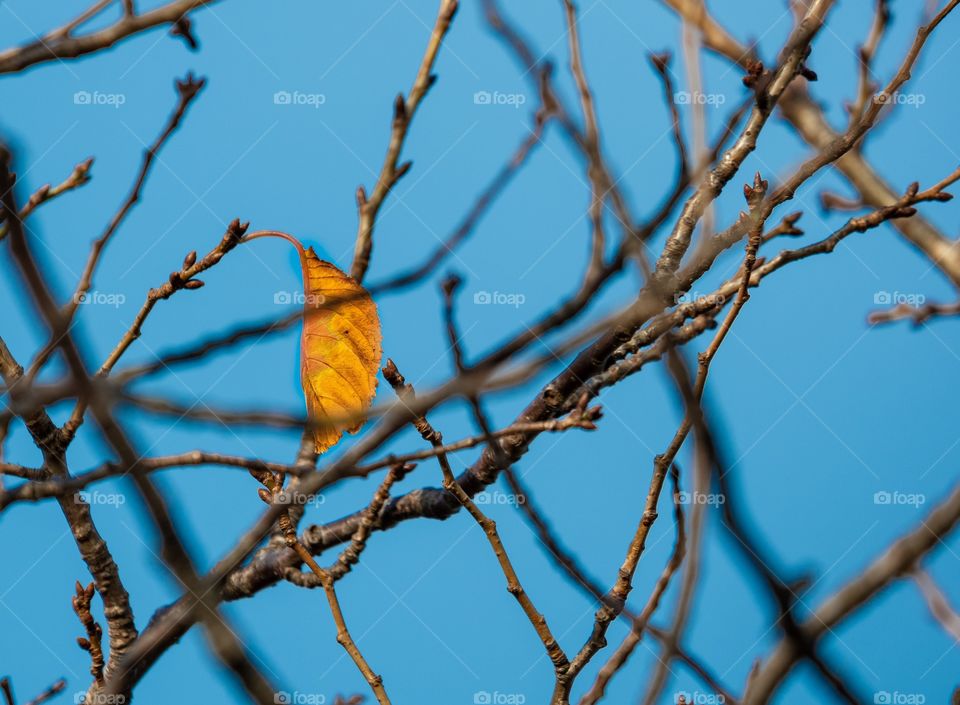 Beautiful color of Leaf on the background blue sky in autumn  season