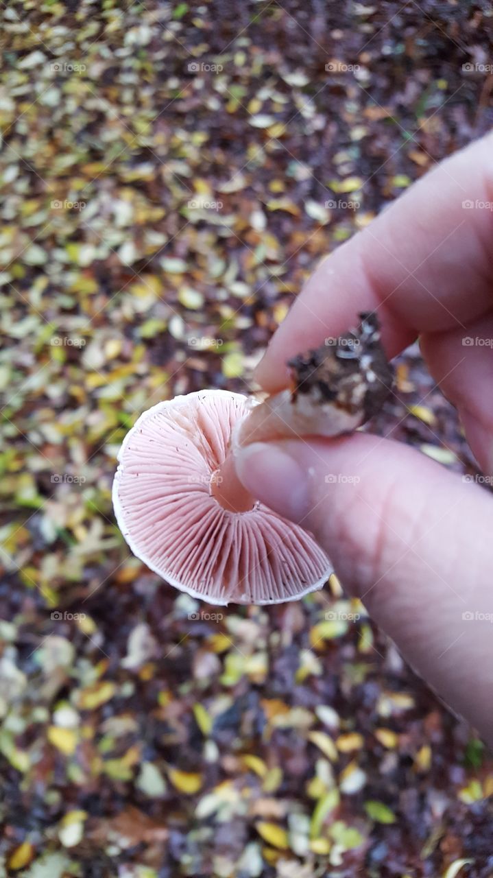 mushroom gills