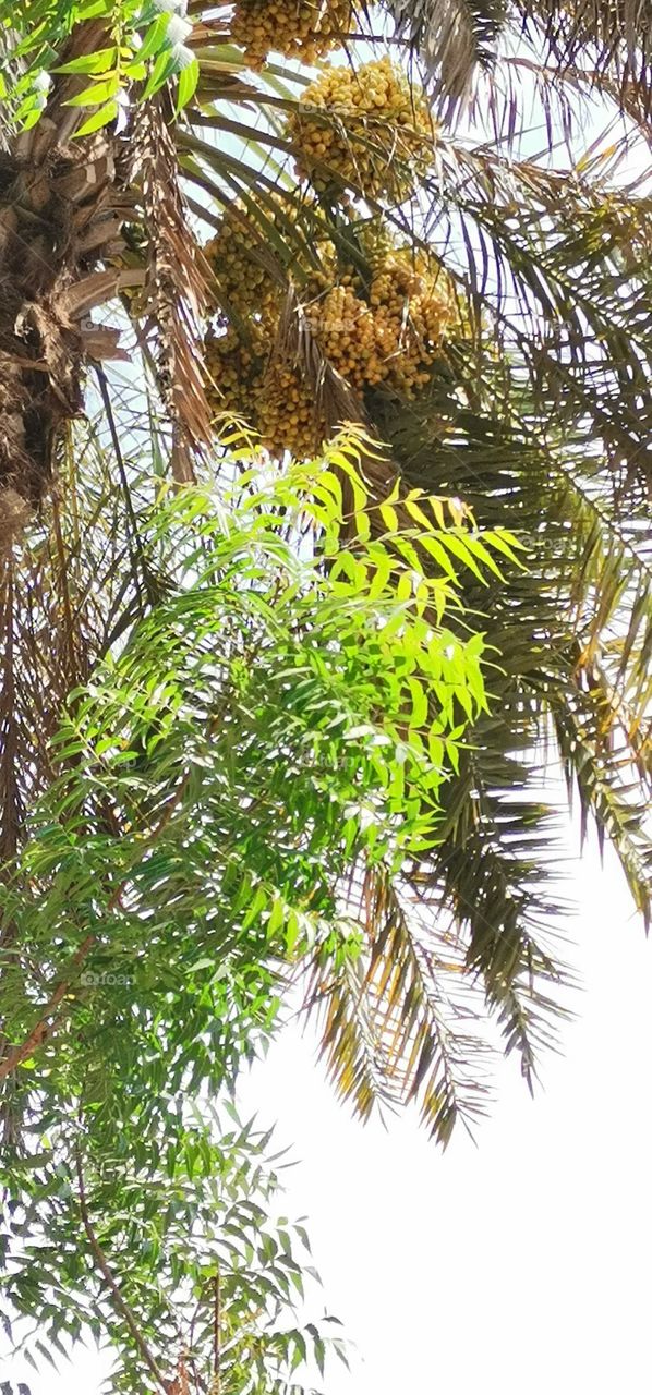 The neem leaves