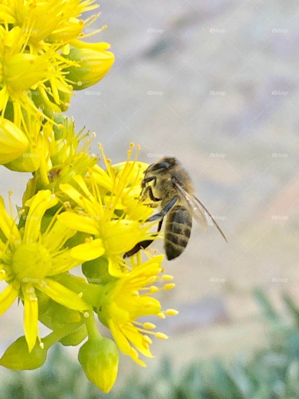 Honey by bee