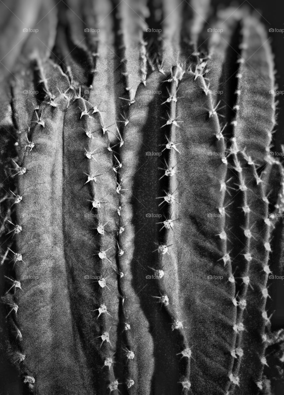 cactus, black white, vintage, shadow, sharp cactus