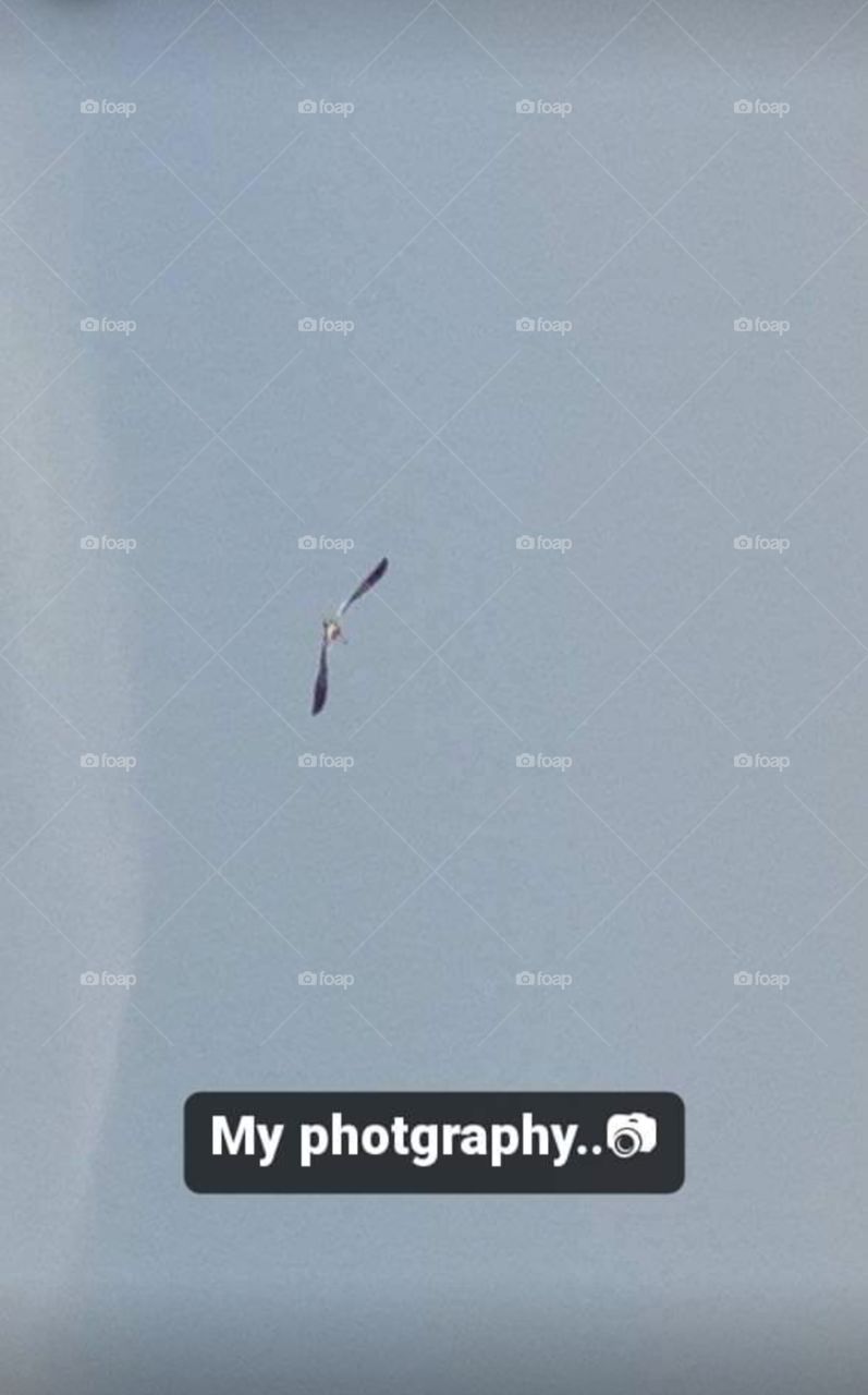 bird flying, random click📸