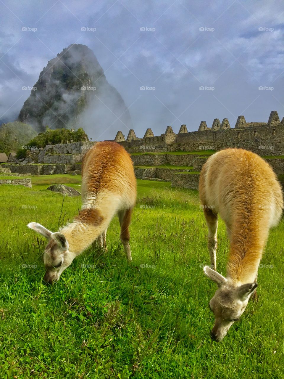 Llamas pastando en la ciudadela Inca.