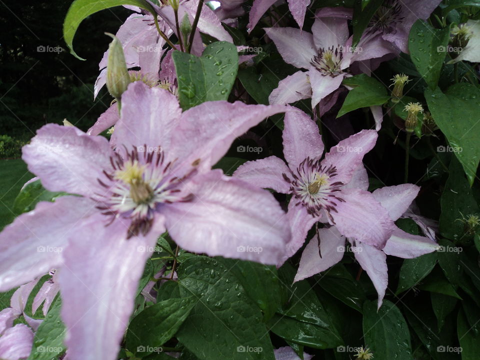 Clematis, my loves