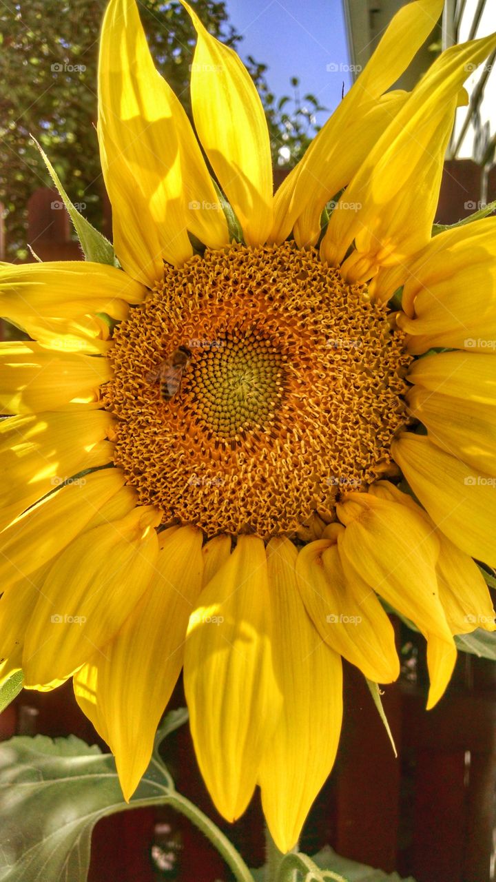 Summertime splendor in this giant brilliant yellow sunflower.