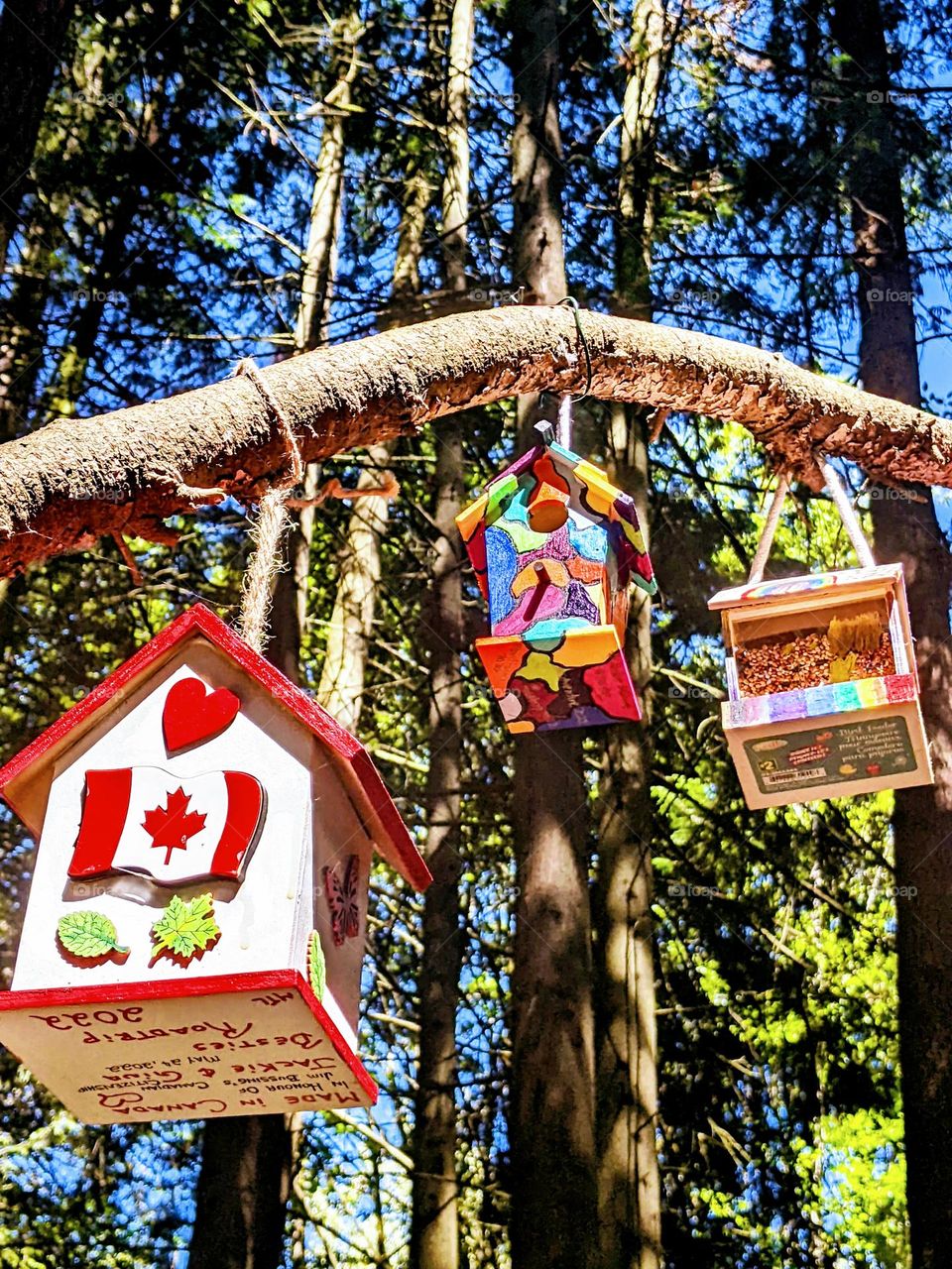 canadian bird house in the forrest on a treetrunk