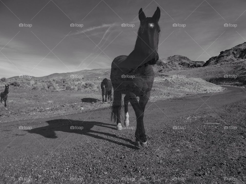 desert horse close up transparent by kghilieri