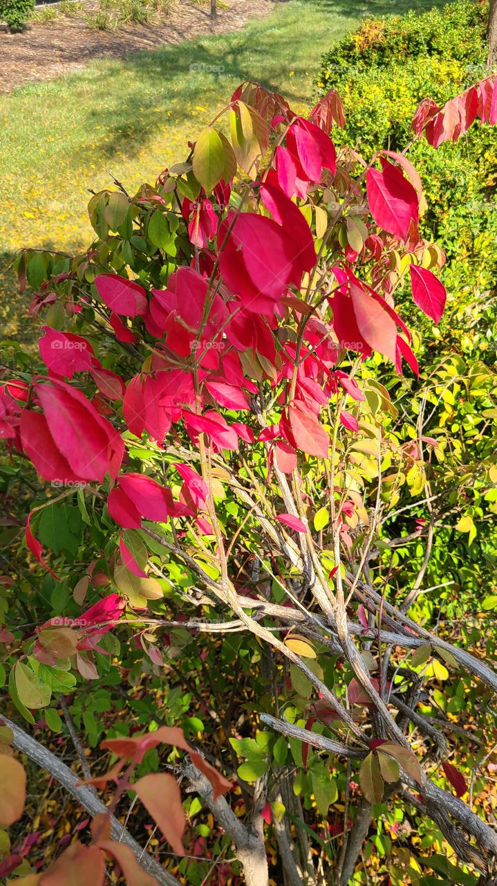 Autumn scenery