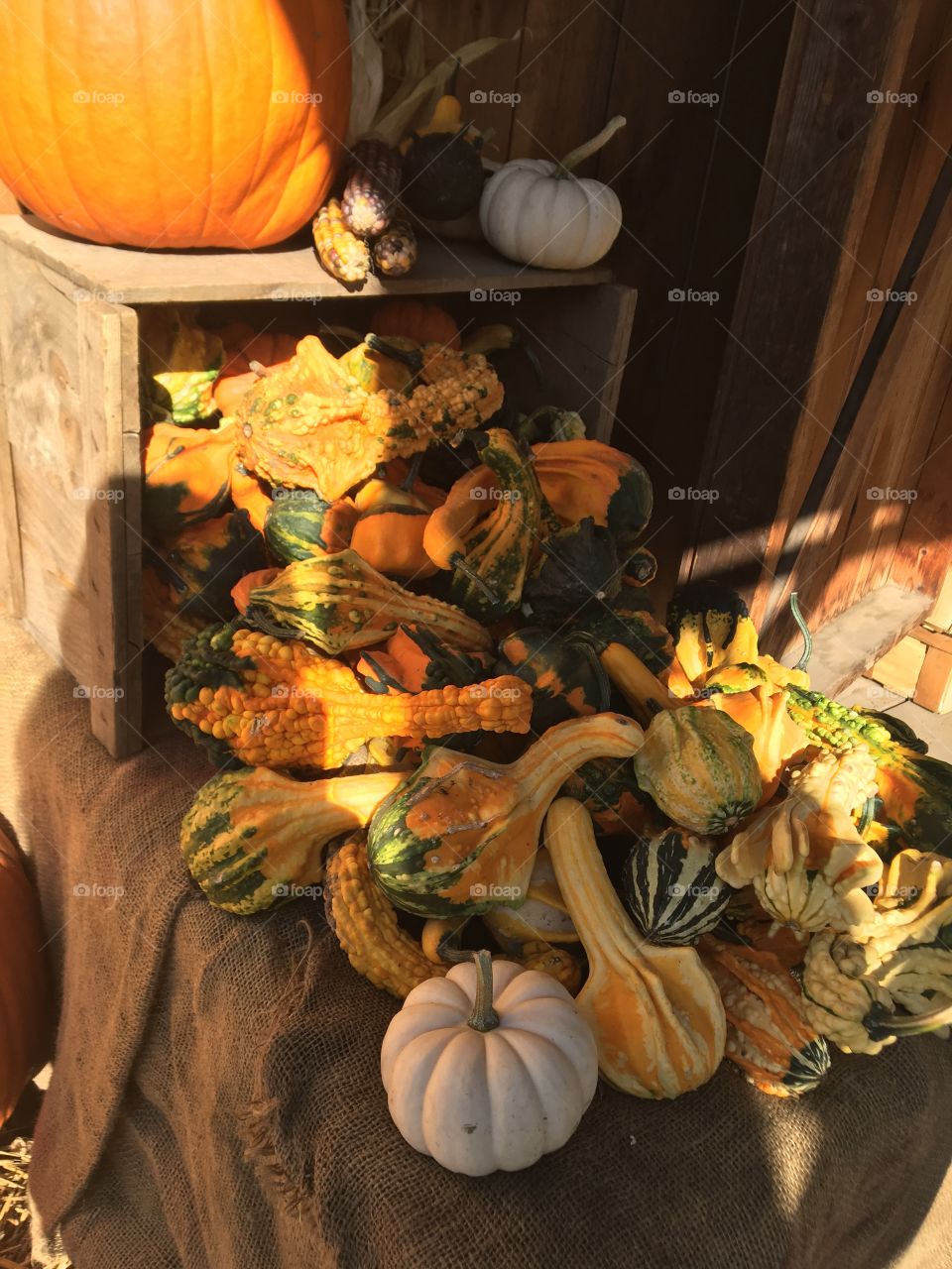 Fun, colorful assortment of fall gourds. Perfect snapshot of a fall outing in New England.