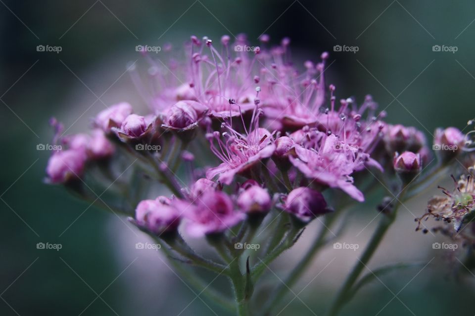 Pink flower 