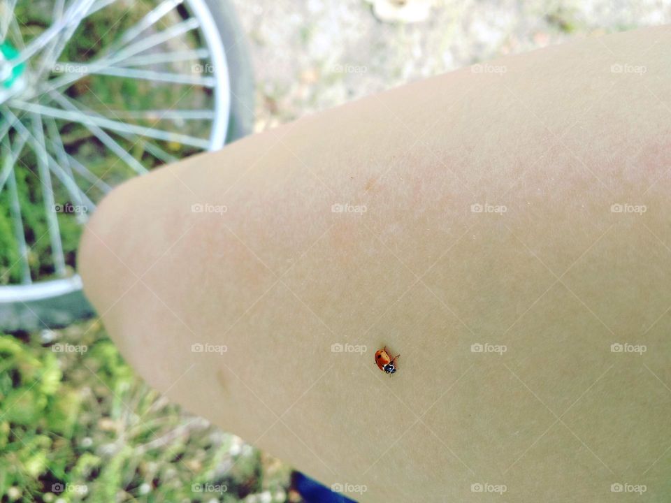 Ladybug on leg