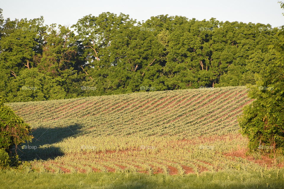 cornfield rows