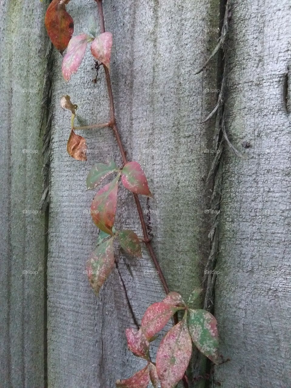 vine with red leaves