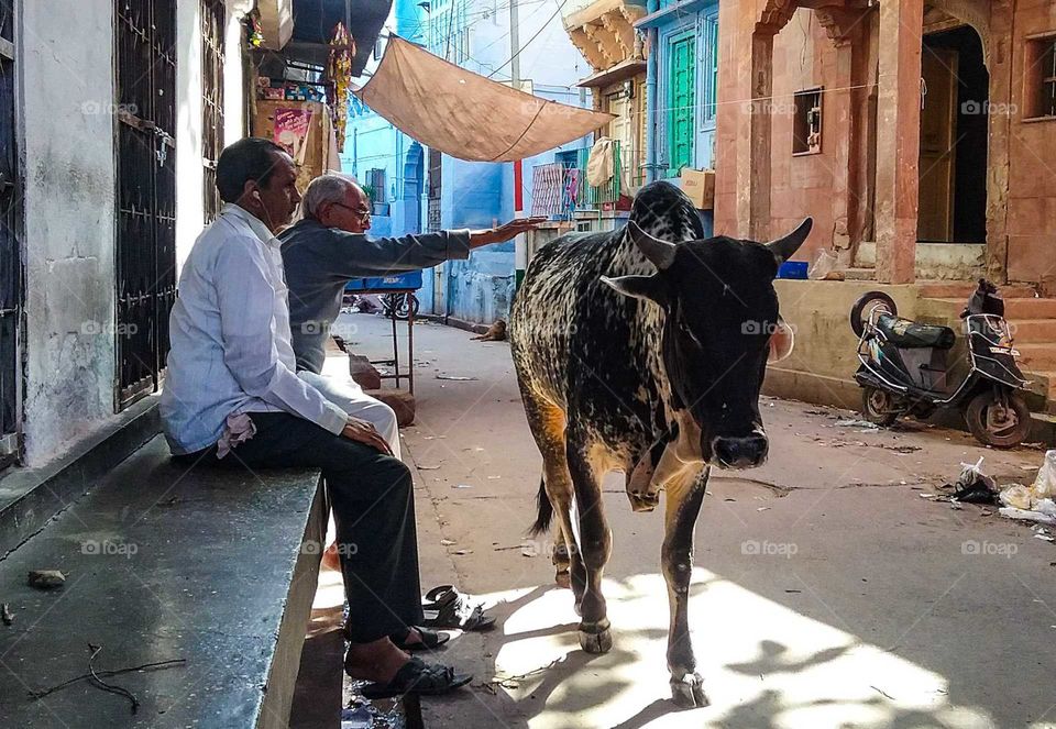 Cow in street