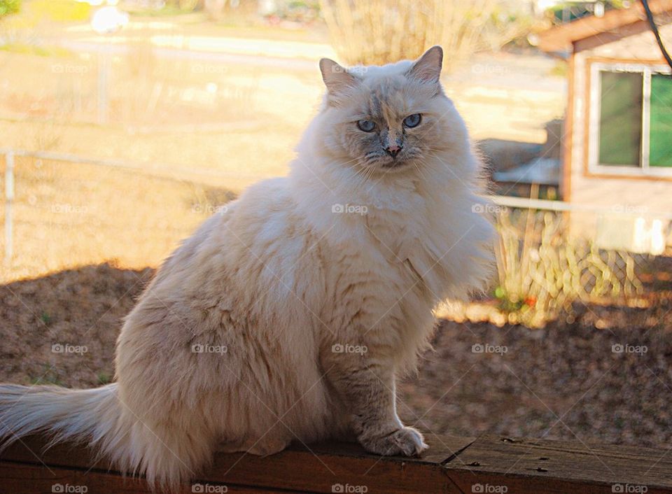 Cat on the Deck