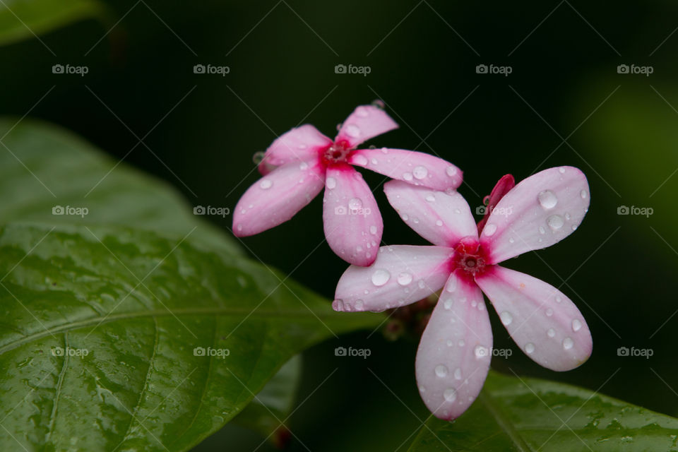 Nature, Flower, No Person, Flora, Leaf