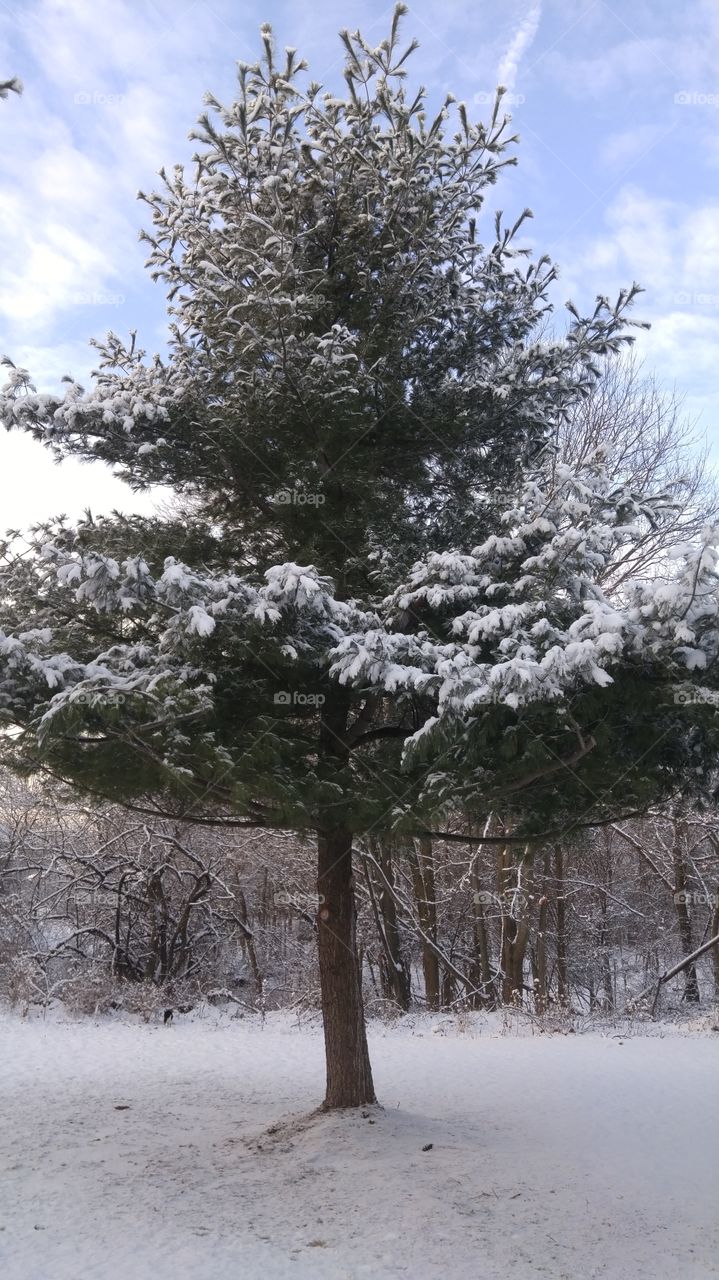 pine tree with snow