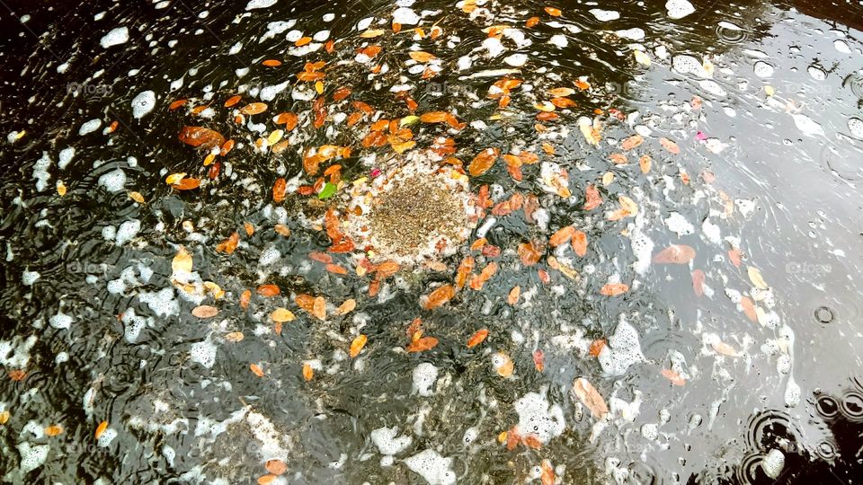 leaves in water going in a circular motion