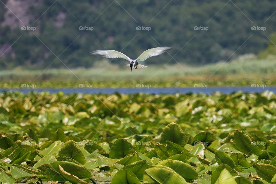 Skadar's lake, "bird over the water"- contryside of a Montenegro