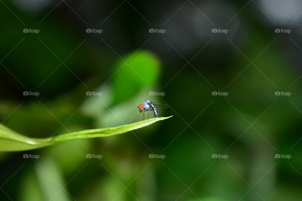 a red eyed tiny fly on a leaf