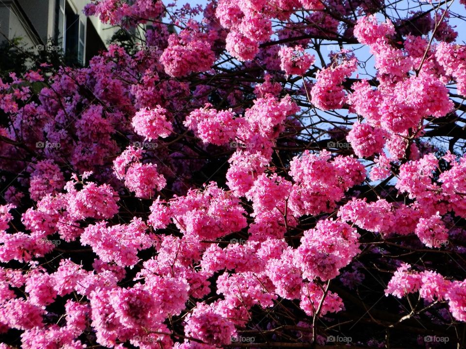 Pink Ipe flowers 