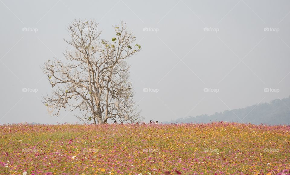 Chiang Rai/Thailand:February 16 2019-Beautiful colorful flower field ,Singha park Ballon Fiesta