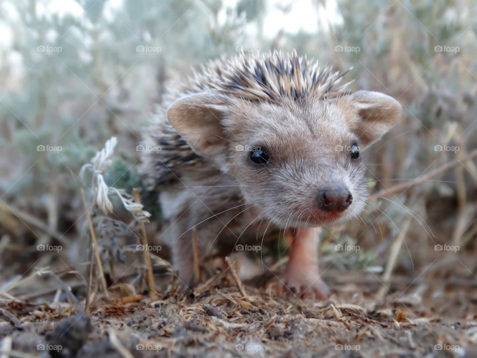 Small wild hedgehog 💓