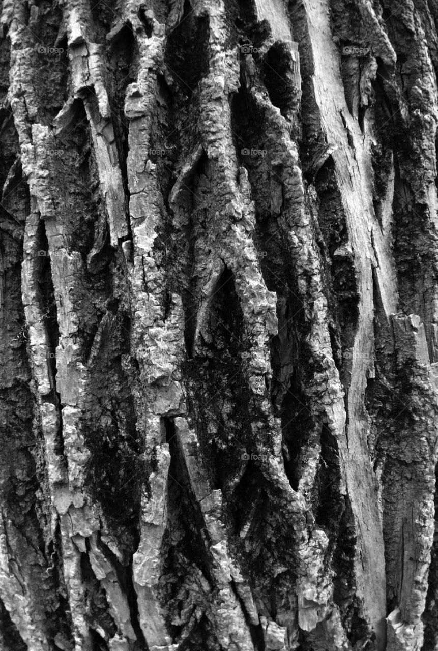Textured Tree Bark