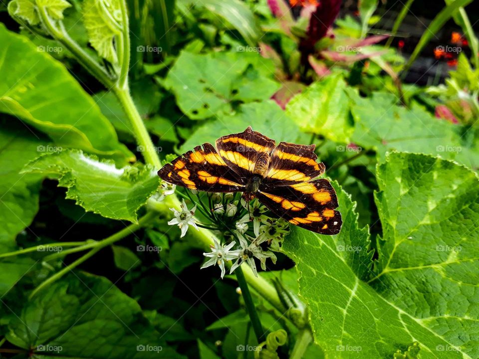 Insects and species of India