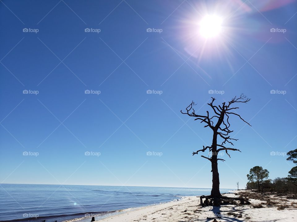 sun over dead tree on Florida beach