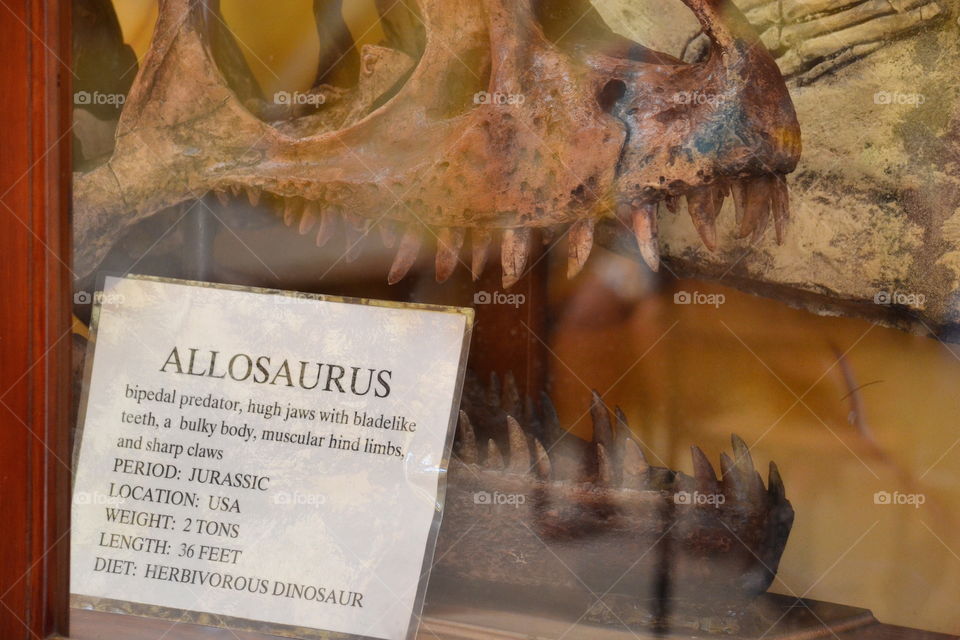 Dino information and scull