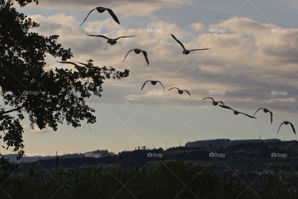 Goose flying against sky