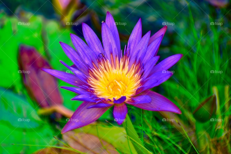 Purple yellow flower