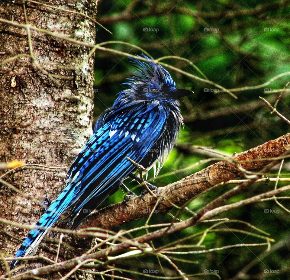 Mutated Bluejay? sitting in the trees.