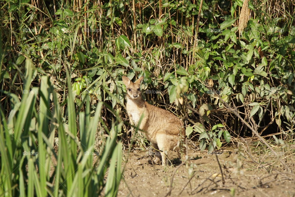 Wallaby