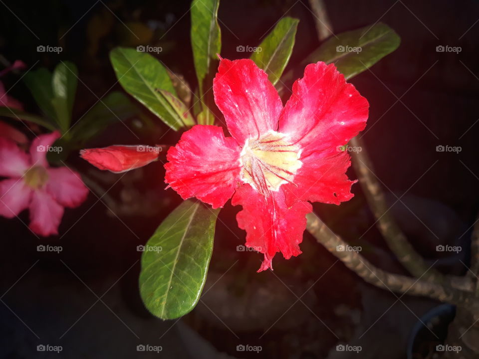 camboja flower