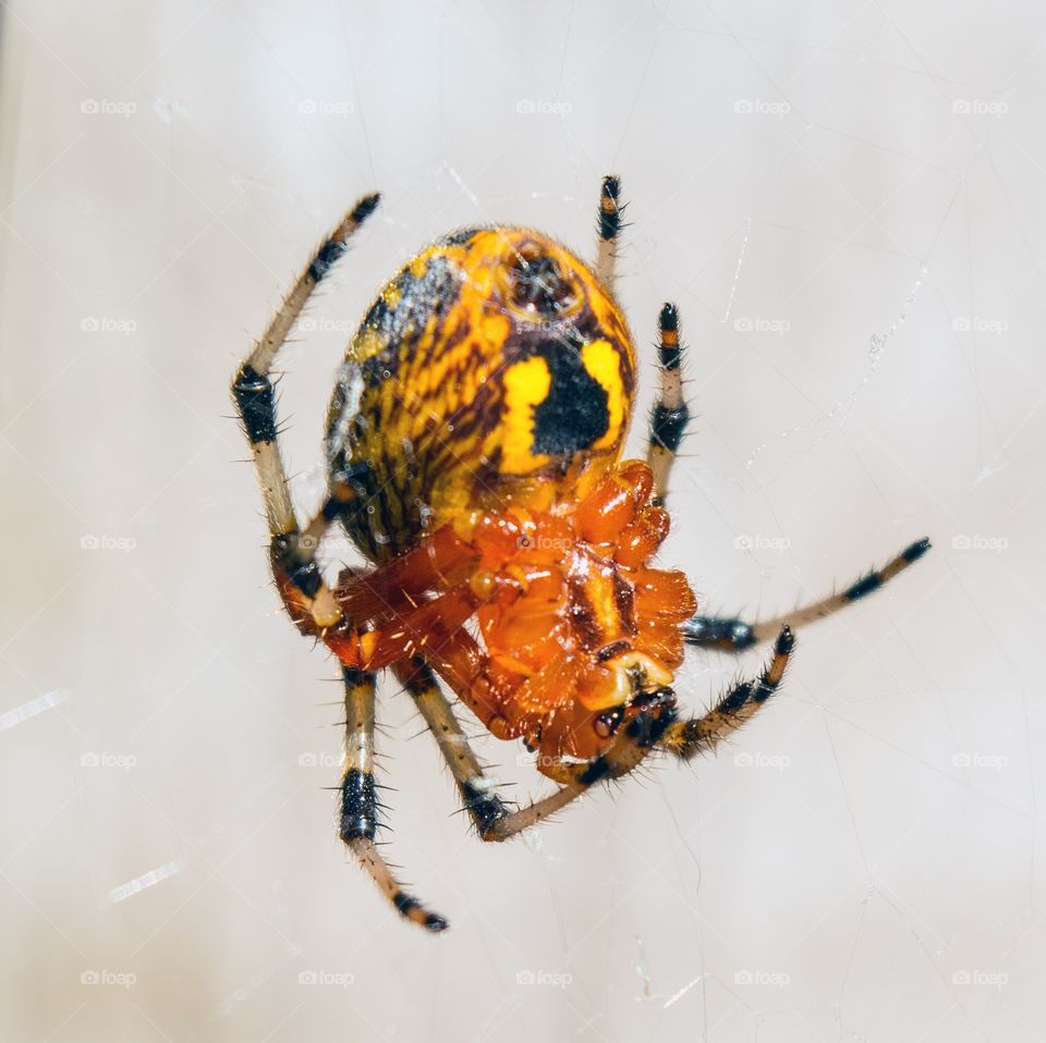 Common Garden Spider, Chesapeake Beach, Md