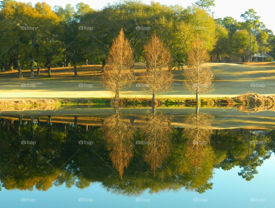 Reflection of trees in park