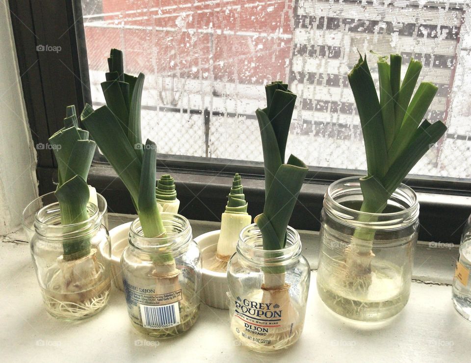 Regrowing leeks